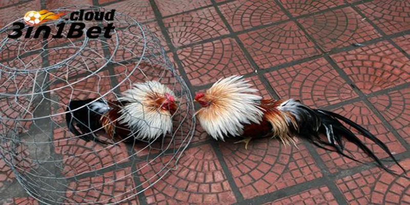 Cách Nuôi Gà Đá Cựa Sắt Giúp Chiến Kê Bất Bại Mọi Đấu Trường 4 Chăm sóc gà đá cựa sắt để đạt phong độ cao nhất