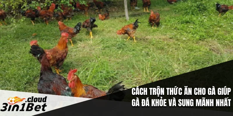 Cách Trộn Thức Ăn Cho Gà