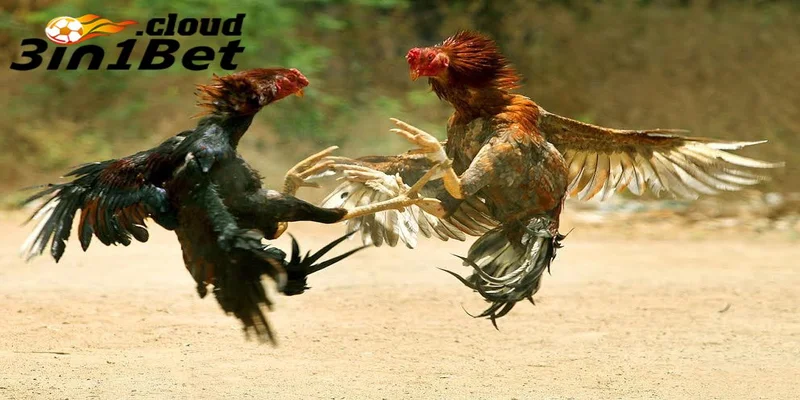 Đá Gà 3IN1BET - Nơi Mang Đến Cho Bạn Giải Thưởng Hấp Dẫn 1 Giới thiệu về đá gà 3IN1BET