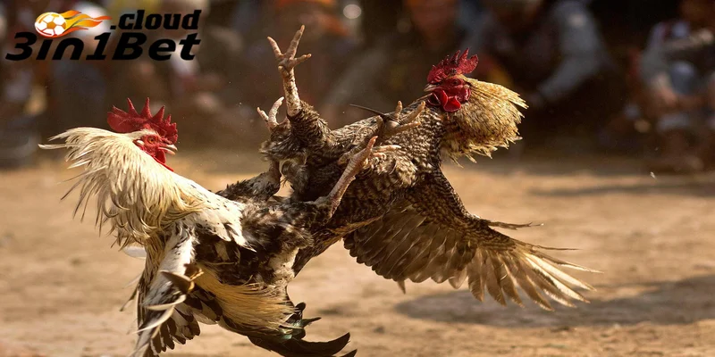 Đá Gà 3IN1BET - Nơi Mang Đến Cho Bạn Giải Thưởng Hấp Dẫn 4 Hướng dẫn tham gia đá gà 3IN1BET nhận thưởng cực dễ