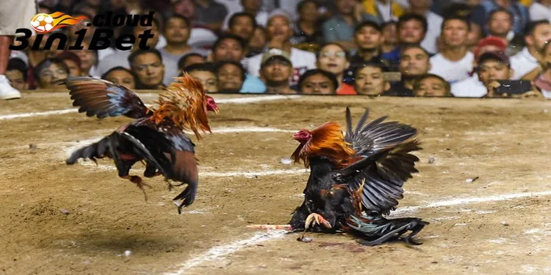 Kinh Nghiệm Đá Gà Cựa Sắt Giúp Bạn Luôn Giành Chiến Thắng 4 Kinh nghiệm đá gà cựa sắt giúp tăng tỷ lệ thắng