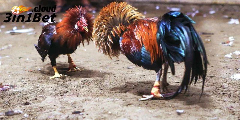 Trận Đá Gà Thomo Kinh Điển Khiến Giới Cá Độ Phải Phát Sốt 2 Sức hút của các trận đá gà Thomo kinh điển